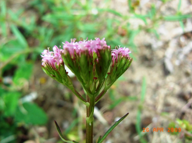 Centranthus calcitrapa